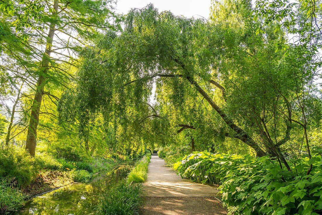 Frankreich, Somme, Tal der Authie, Argoules, die Gärten von Valloires sind botanische und landschaftliche Gärten auf dem Gelände der alten Zisterzienserabtei von Valloires auf einer Fläche von 8 Hektar und beschriftet bemerkenswerten Garten