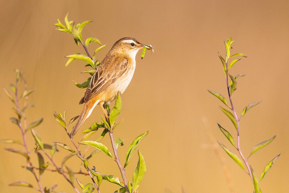 France, Somme, Bay of the Somme, Cayeux-sur-mer, The Hâble d'Ault, Sedge Warbler (Acrocephalus schoenobaenus) with an insect in its beak\n