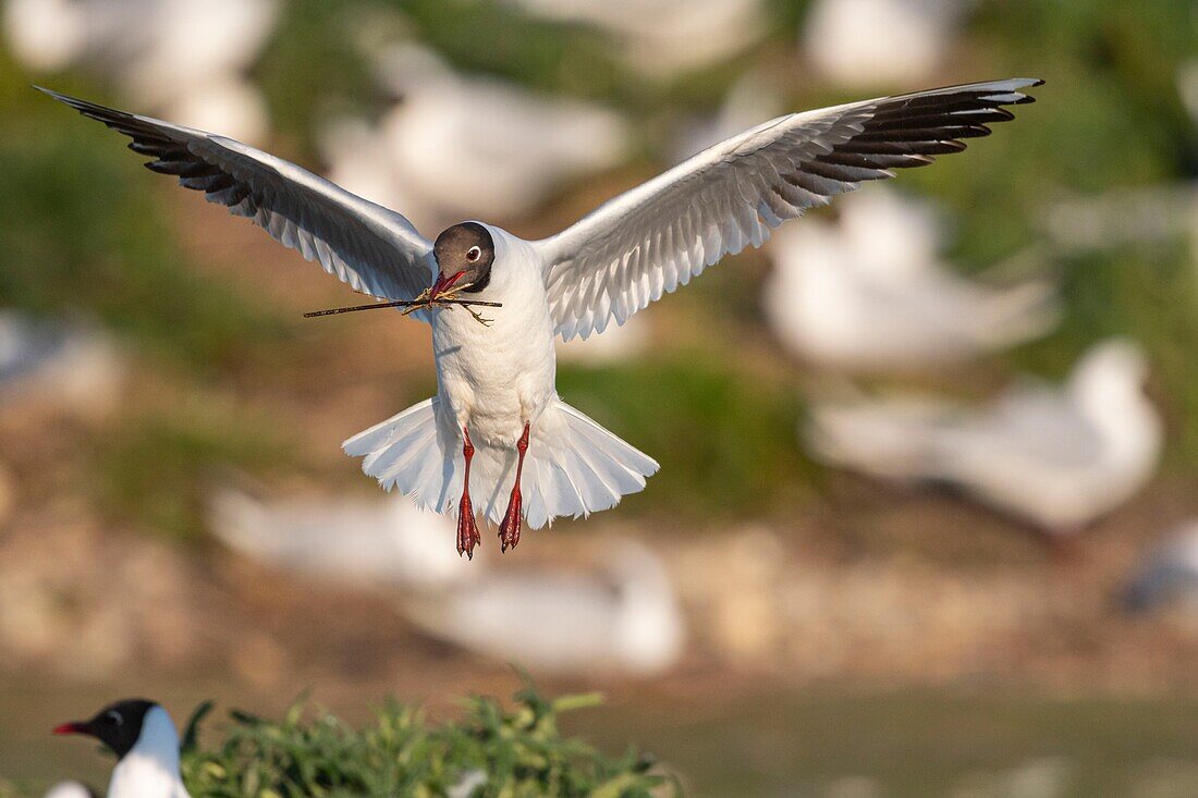 Frankreich, Somme, Somme-Bucht, Crotoy-Sumpf, Le Crotoy, jedes Jahr lässt sich eine Lachmöwenkolonie (Chroicocephalus ridibundus - Lachmöwe) auf den Inseln des Crotoy-Sumpfes nieder, um zu nisten und sich fortzupflanzen, die Vögel tragen die Zweige für den Nestbau