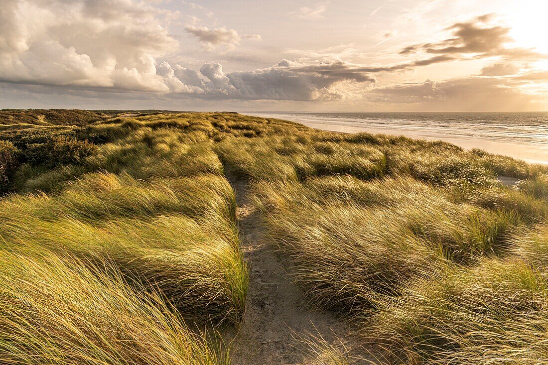 France, Somme, Quend-Plage, The dunes of Marquenterre at the end of the day between two showers in autumn\n