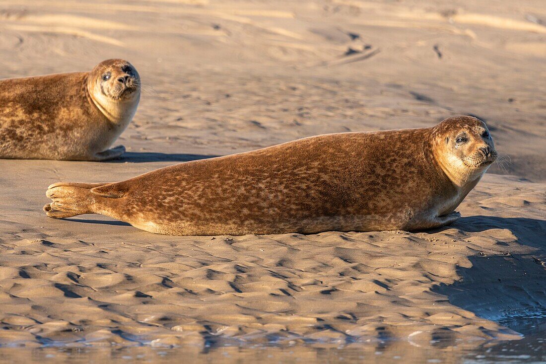 France, Pas de Calais, Opal Coast, Berck sur Mer, common seal (Phoca vitulina), seals are today one of the main tourist attractions of the Somme Bay and the Opal Coast\n