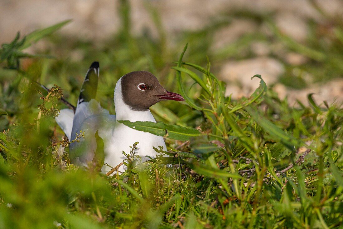 France, Somme, Bay of the Somme, Crotoy Marsh, Le Crotoy, every year a colony of black-headed gulls (Chroicocephalus ridibundus) settles on the islets of the Crotoy marsh to nest and reproduce\n