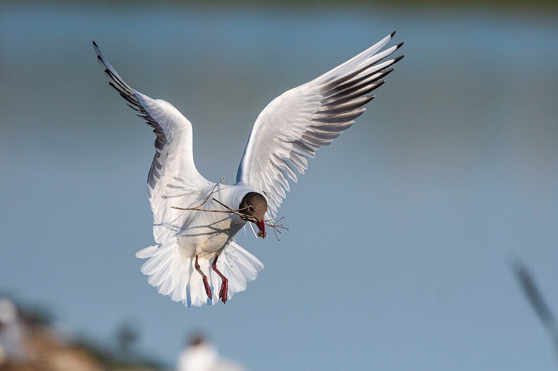 France, Somme, Bay of the Somme, Crotoy Marsh, Le Crotoy, every year a colony of black-headed gulls (Chroicocephalus ridibundus - Black-headed Gull) settles on the islets of the Crotoy marsh to nest and reproduce , the birds carry the branches for the construction of the nest\n