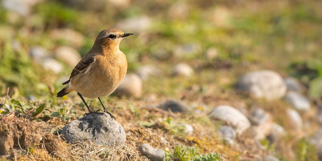 Frankreich, Somme, Baie de Somme, Cayeux sur Mer, Der Hable d'Ault, Nördlicher Steinschmätzer (Oenanthe oenanthe)