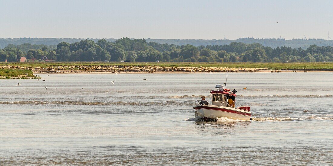 France, Somme, Somme Bay, Saint Valery sur Somme, Cape Hornu, Fishermen in the channel of the Somme, from Cape Hornu facing Crotoy\n