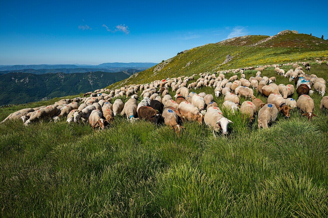 Frankreich, Ardeche, parc naturel régional des Monts d'Ardeche (Regionales Naturschutzgebiet der Berge der Ardeche), Laboule, Transhumanz auf dem Tanargue-Massiv