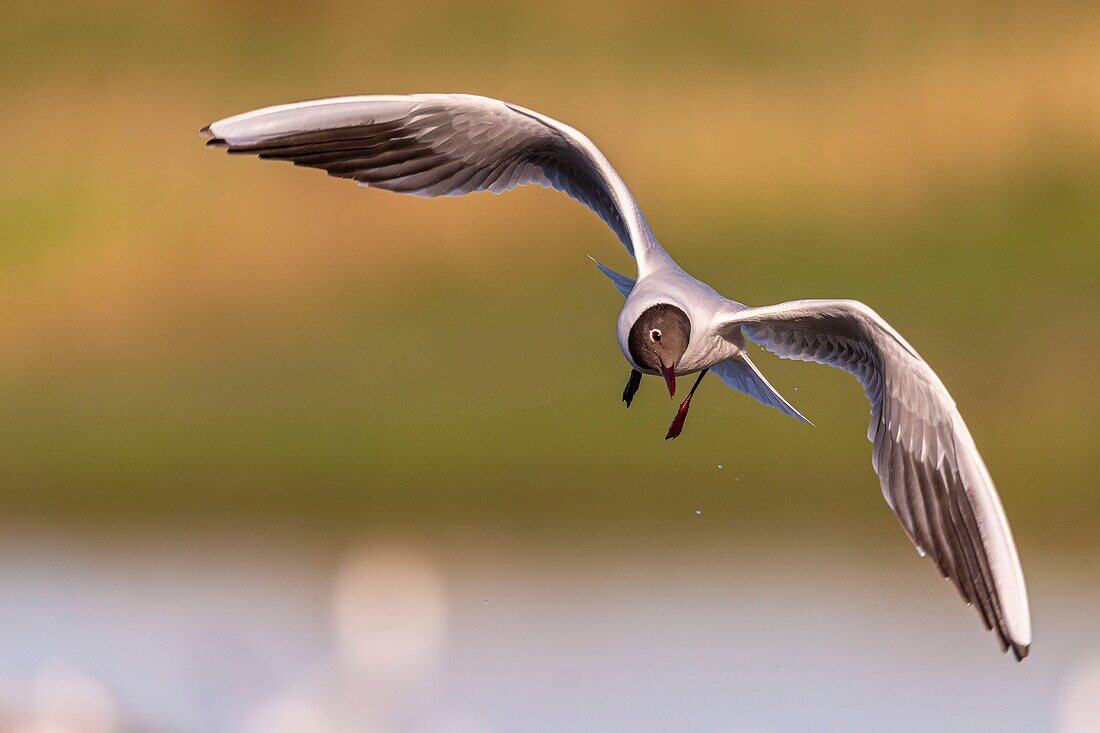 France, Somme, Baie de Somme, Le Crotoy, The Marsh du Crotoy welcomes each year a colony of Black-headed Gull (Chroicocephalus ridibundus), which come to nest and reproduce on islands in the middle of the ponds\n