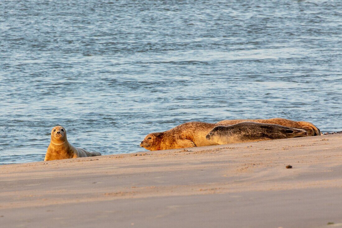 France, Somme, Bay of the Somme, The hourdel, common seals in the channel of the Somme\n