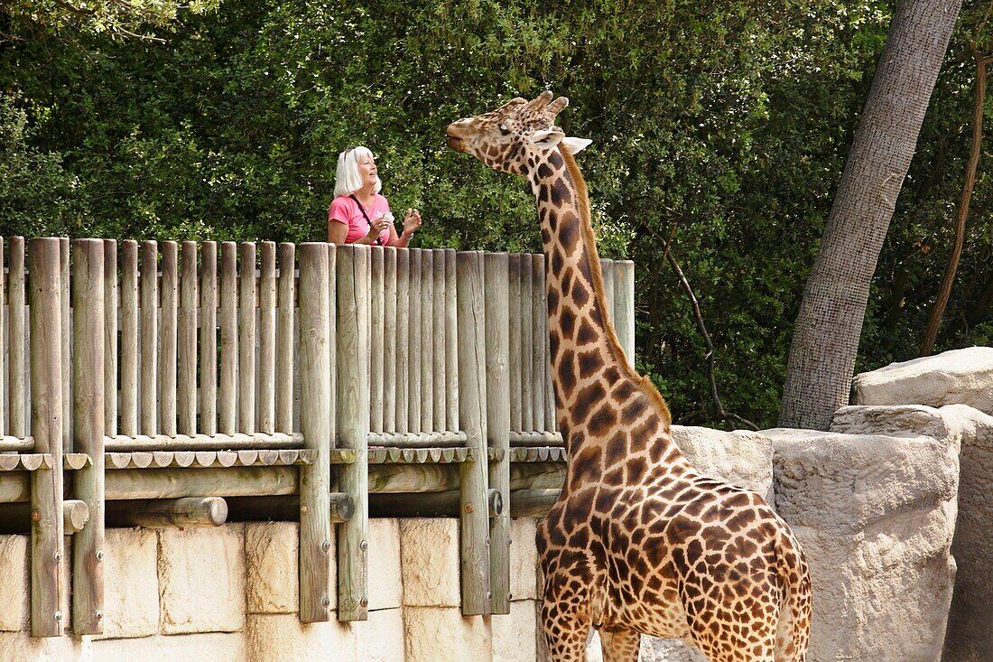 Frankreich, Charente Maritime, Les Mathes, Zoo von La Palmyre, Frau füttert eine Rothschild-Giraffe (Giraffa camelopardalis rothschildi)