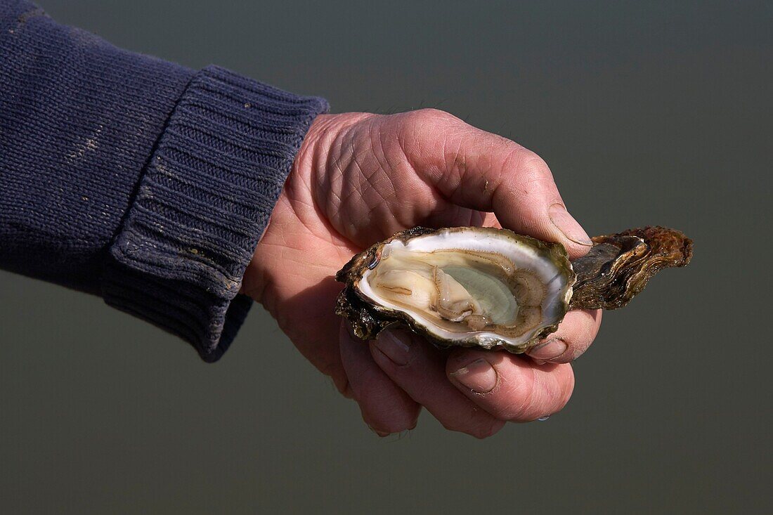 France, Charente Maritime, La Tremblade, Port de la Greve, Oyster Speciale de Claire\n