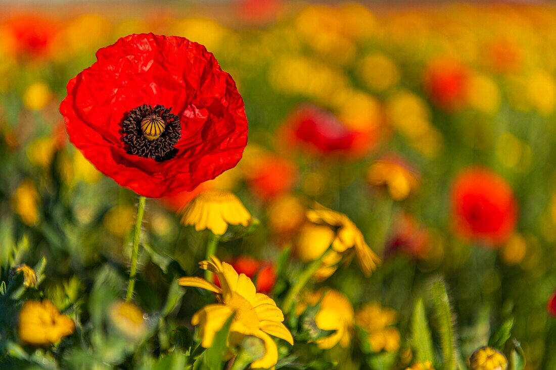 Frankreich, Somme, Bucht der Somme, Saint-Valery-sur-Somme, Die Mohnfelder zwischen Saint-Valery-sur-Somme und Pendé sind zu einer echten Touristenattraktion geworden und viele Menschen kommen, um dort zu fotografieren