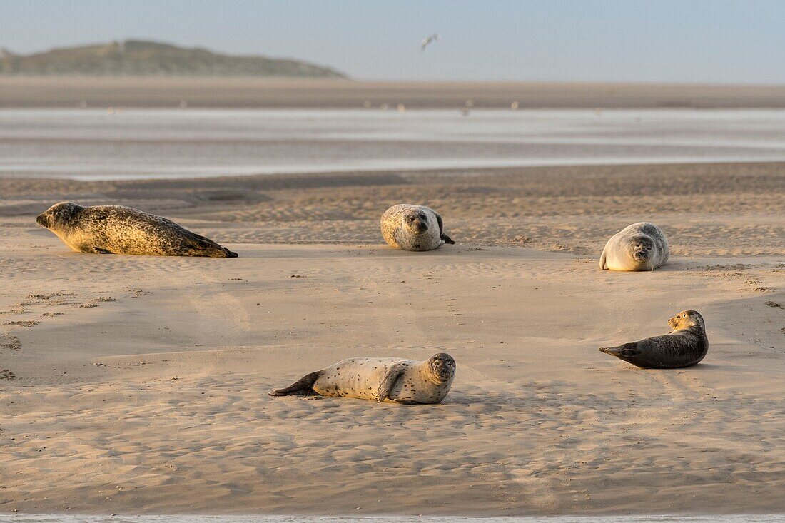 France, Pas de Calais, Authie Bay, Berck sur Mer, common seal (Phoca vitulina), at low tide the seals rest on the sandbanks from where they are chased by the rising tide\n