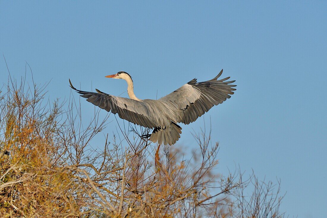 Frankreich, Bouches du Rhone, Camargue, Saintes Maries de la Mer, Naturschutzgebiet Pont de Gau, Graureiher (Ardea cinerea), im Flug bei der Ankunft am Nest