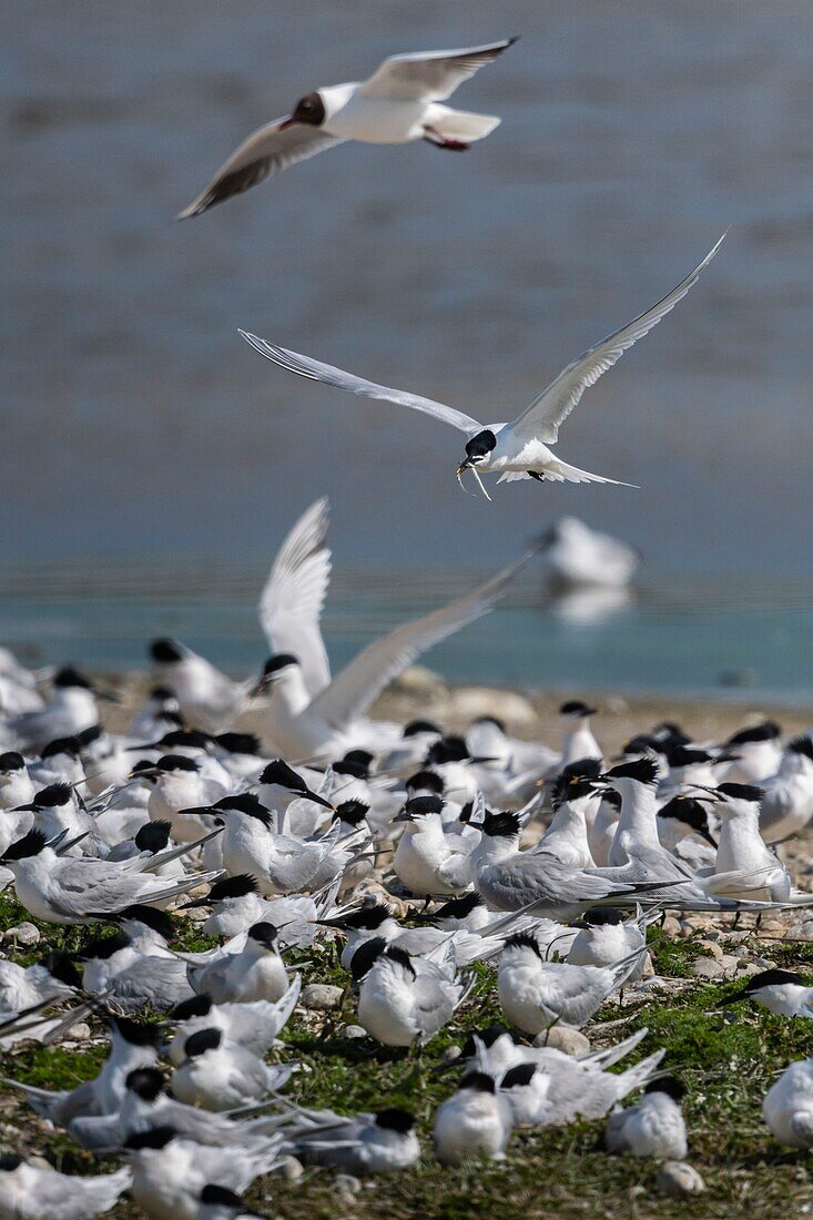 Frankreich, Somme, Baie de Somme, Cayeux sur Mer, der Hable d'Ault beherbergt regelmäßig eine Kolonie von Brandseeschwalben (Thalasseus sandvicensis ) zur Brutzeit