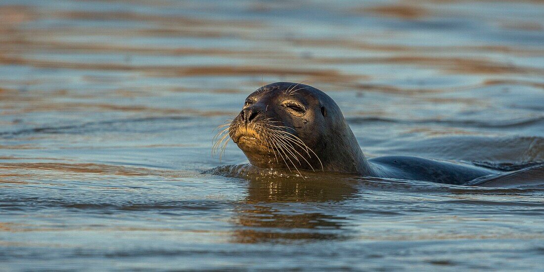 France, Pas de Calais, Opal Coast, Berck sur Mer, common seal (Phoca vitulina), seals are today one of the main tourist attractions of the Somme Bay and the Opal Coast\n