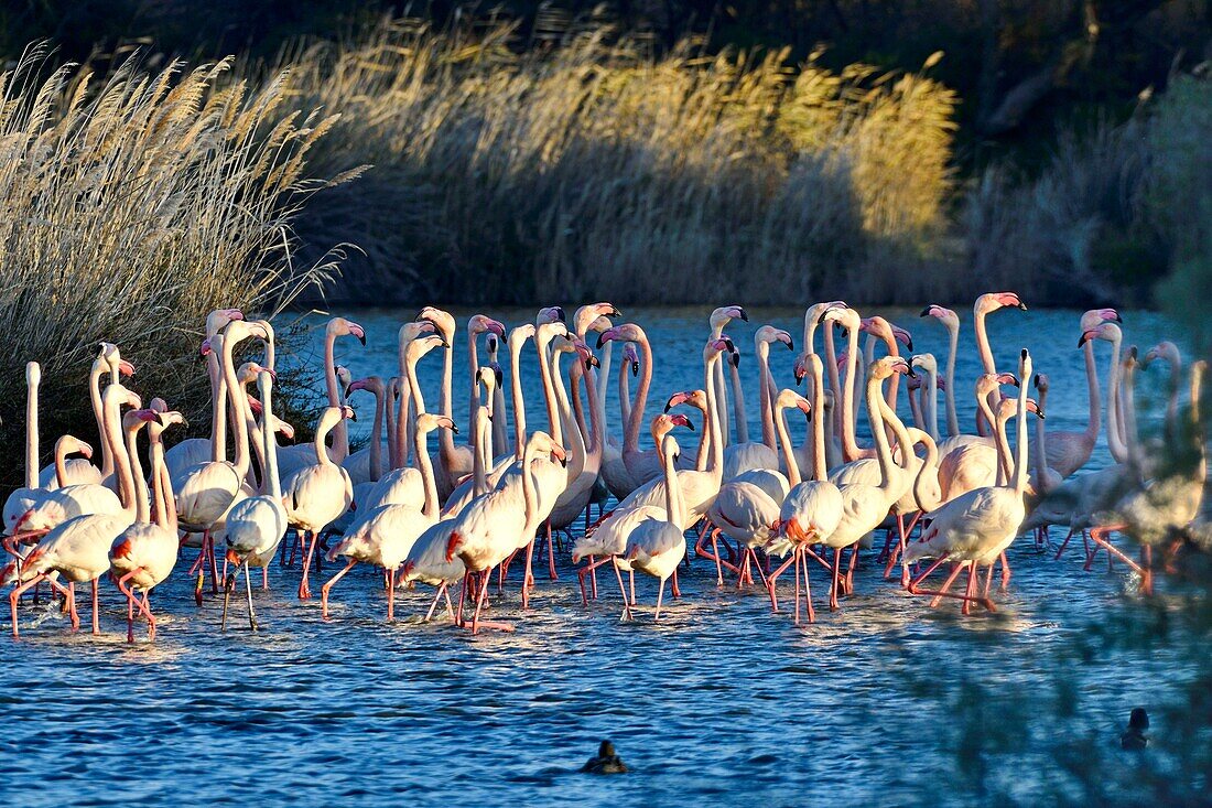 France, Bouches du Rhone, Camargue, Pont de Gau reserve, Flamingos (Phoenicopterus roseeus)\n