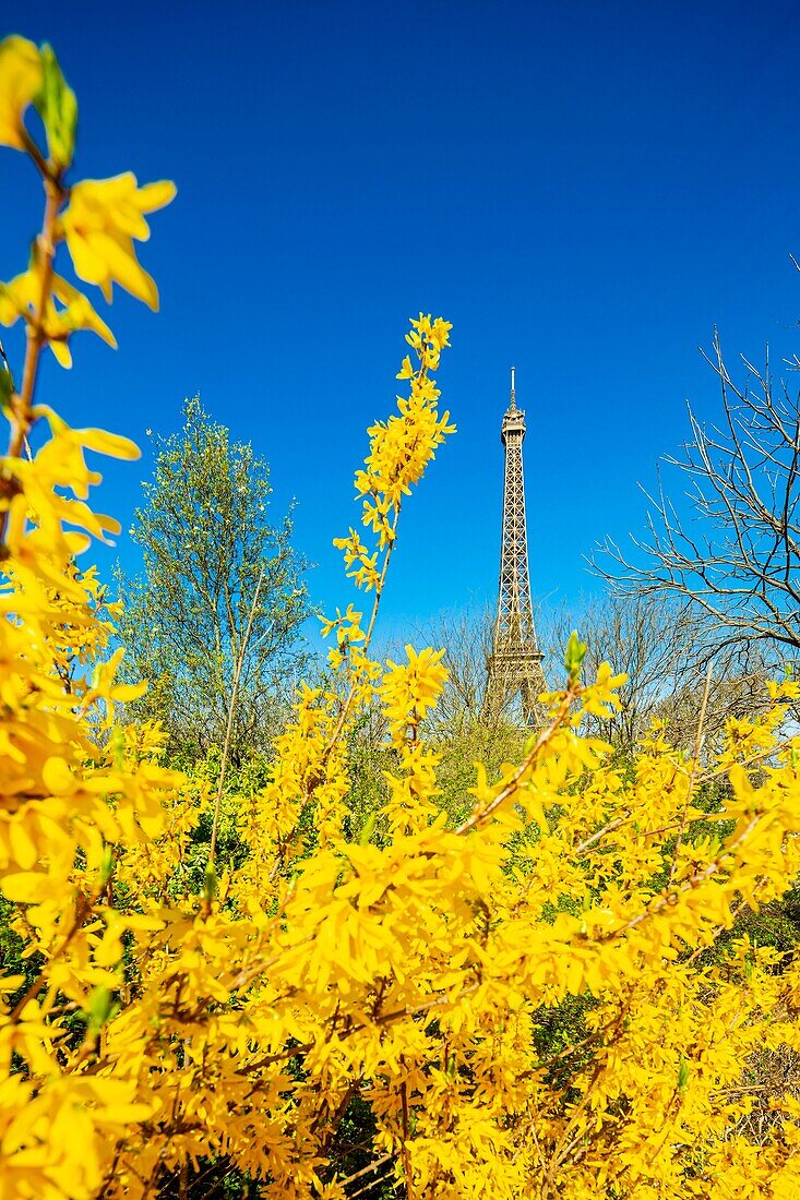 Frankreich, Paris, von der UNESCO zum Weltkulturerbe erklärtes Gebiet, der Champ de Mars und der Eiffelturm im Frühling