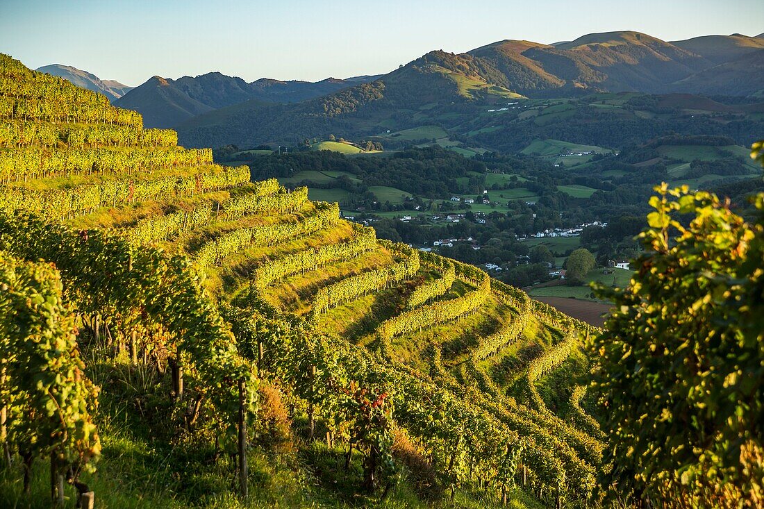 Frankreich, Pyrenäen Atlantique, Baskenland, Saint-Jean-Pied-de-Port, die Weinberge des Weinguts Brana