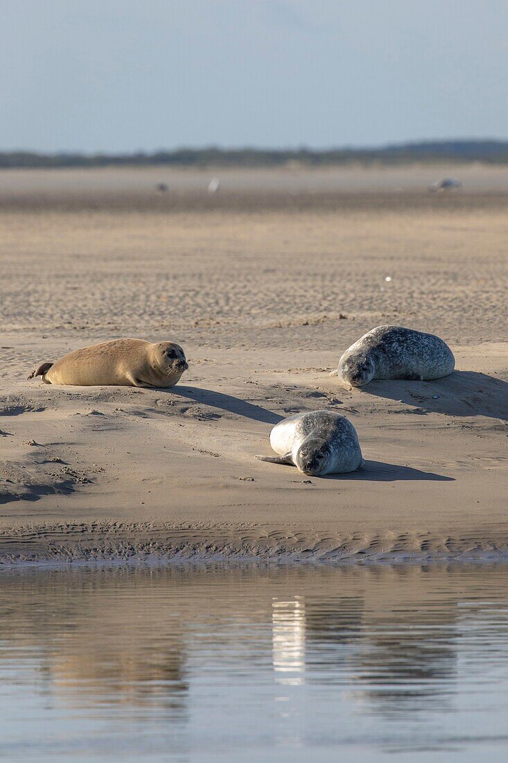 France, Pas de Calais, Authie Bay, Berck sur Mer, common seal (Phoca vitulina), at low tide the seals rest on the sandbanks\n