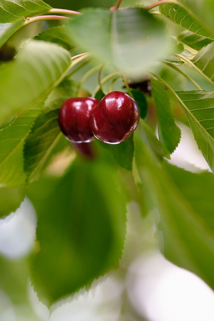 Frankreich, Kirschbaum (Prunus cerasus), Kirschen