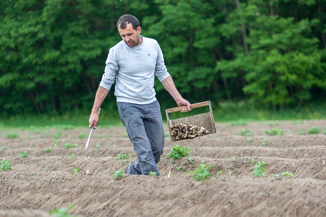 France, Indre et Loire,Courcoué, picking asparagus\n