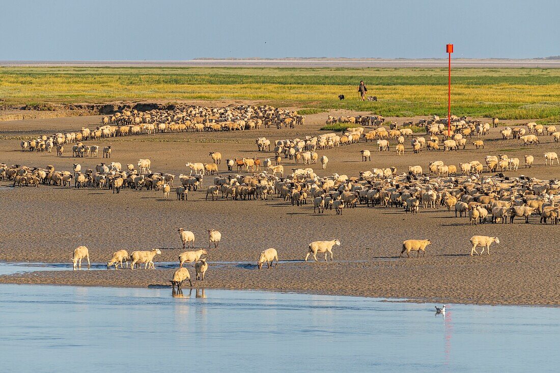 France, Somme, Somme Bay, Saint Valery sur Somme, salt-meadow sheep come to drink in the channel of the Somme facing the docks\n