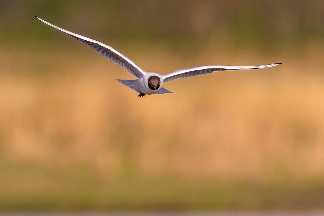 France, Somme, Baie de Somme, Le Crotoy, The Marsh du Crotoy welcomes each year a colony of Black-headed Gull (Chroicocephalus ridibundus), which come to nest and reproduce on islands in the middle of the ponds\n