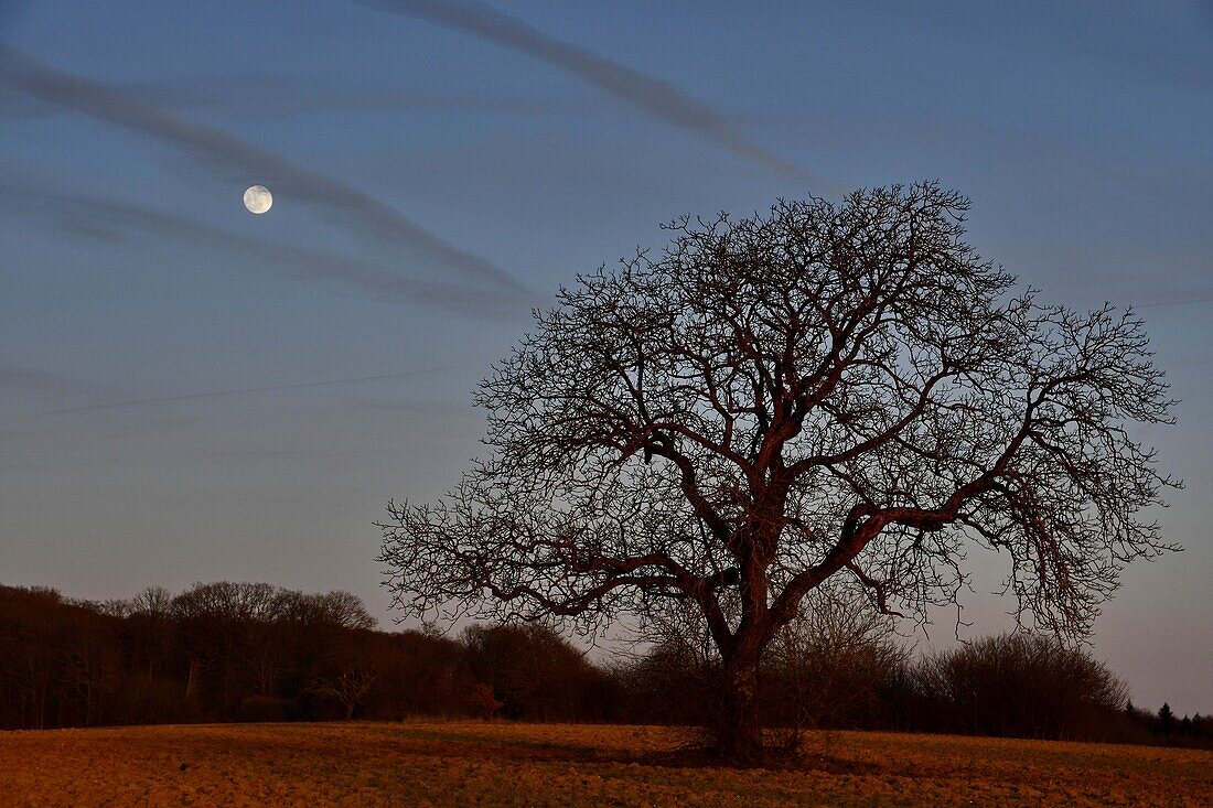 France, Doubs, leafless tree on full moon background\n