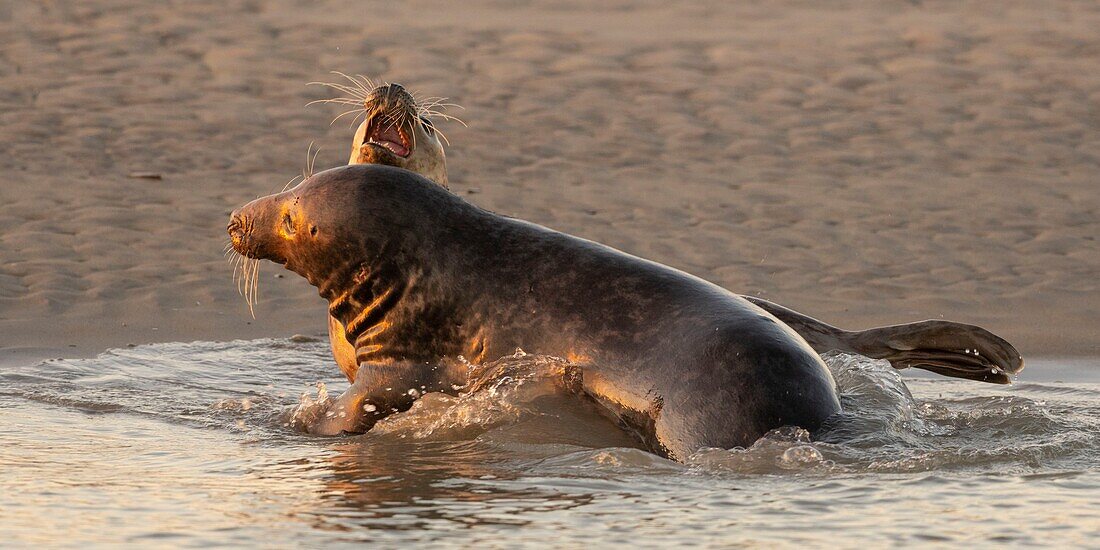 "Frankreich, Pas de Calais, Authie-Bucht, Berck sur Mer, Kegelrobbenspiele (Halichoerus grypus), zu Beginn des Herbstes ist es üblich, Kegelrobben zu beobachten, die untereinander einen Kampf simulieren; dies ist auch ein Zeichen dafür, dass die Paarungszeit naht"