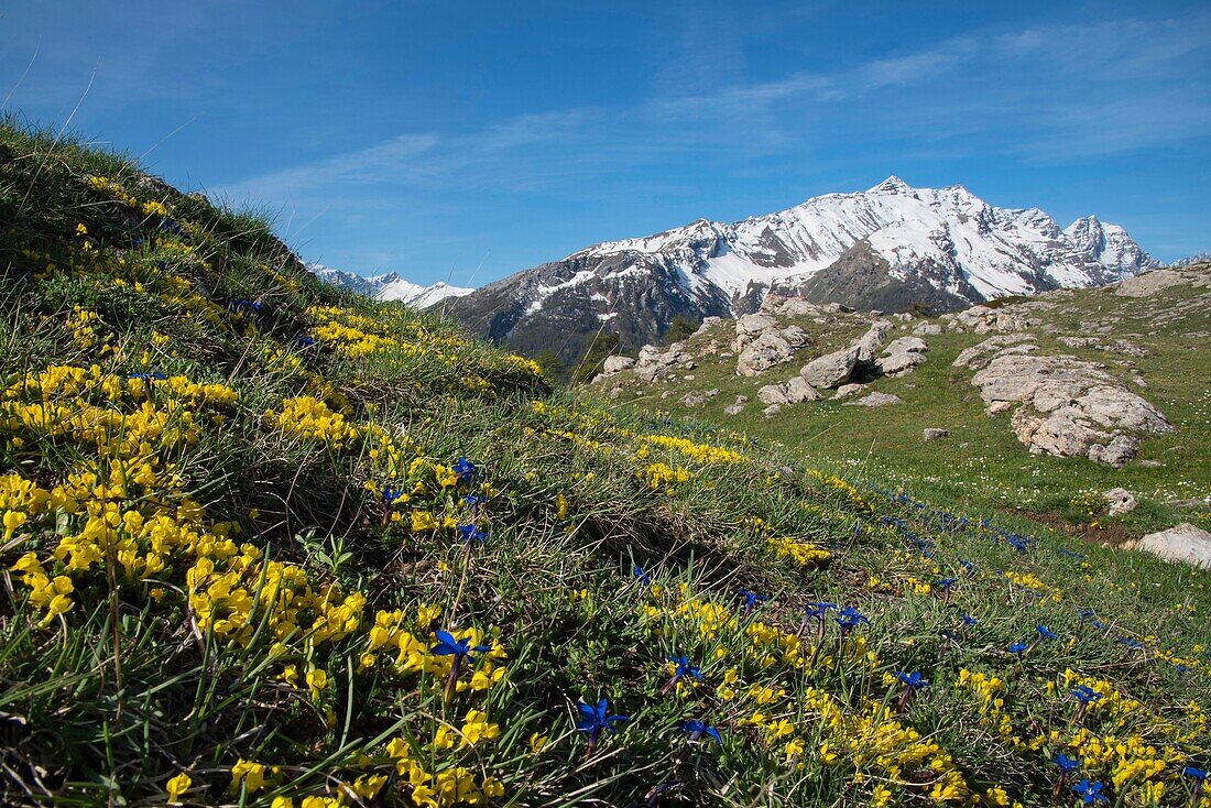 Frankreich, Hautes Alpes, Oisans-Massiv, Ecrins-Nationalpark, Vallouise, Wanderung zur Pointe des Tetes, Gipfelplateau, Frühlingsenzian-Parterre und Dormillouse-Kopf