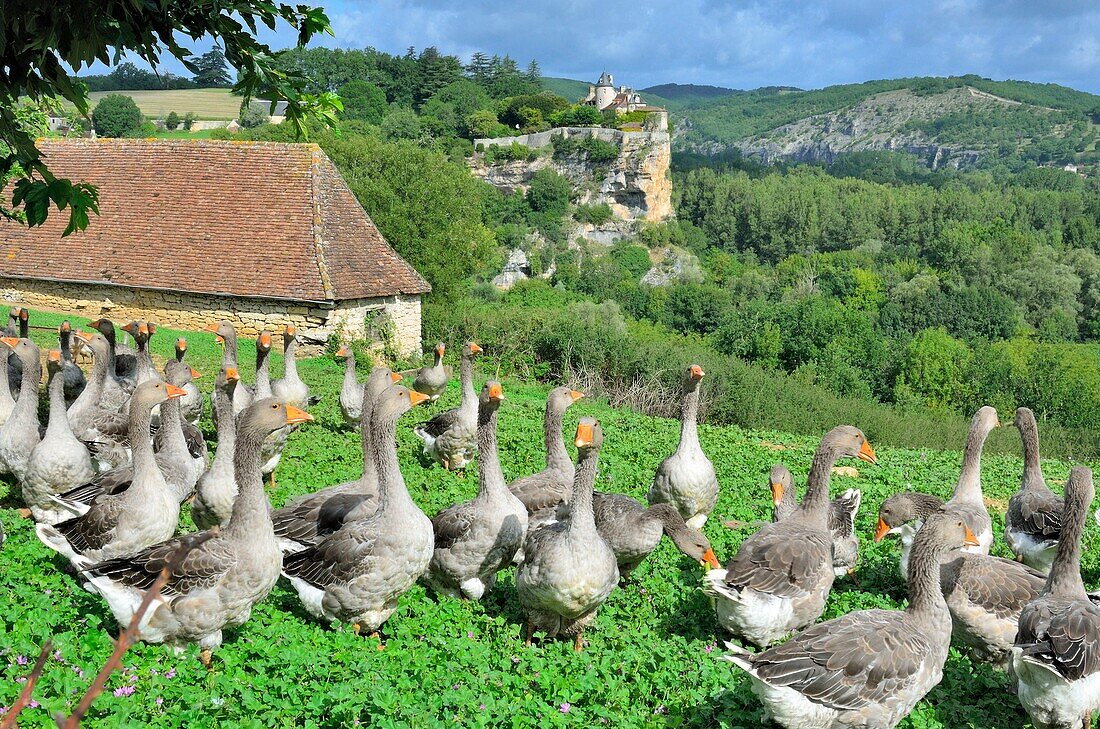 France, Lot, Chateau Belcastel and goose farm\n