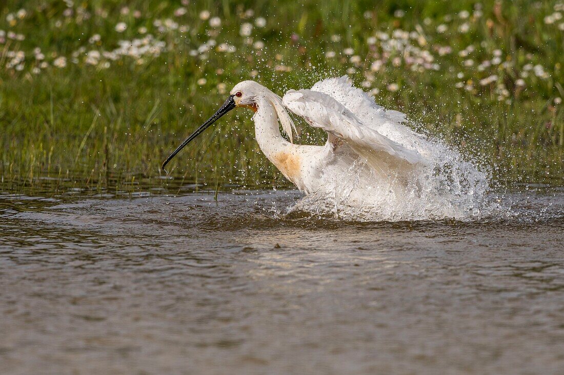 France, Somme, Somme Bay, Natural Reserve of the Somme Bay, Marquenterre Ornithological Park, Saint Quentin en Tourmont, White Spoonbill (Platalea leucorodia Eurasian Spoonbill) bath and toilet\n