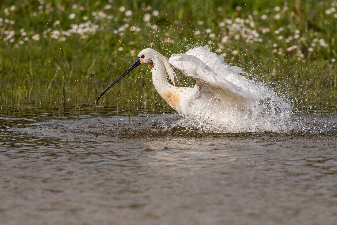 Frankreich, Somme, Somme-Bucht, Naturschutzgebiet der Somme-Bucht, Ornithologischer Park Marquenterre, Saint Quentin en Tourmont, Weißer Löffler (Platalea leucorodia) Bad und Toilette