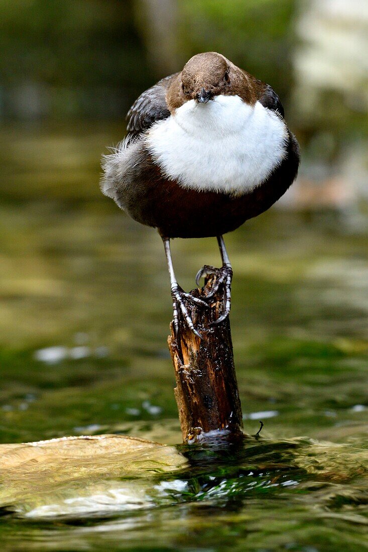 France, Doubs, Creuse Valley, bird, Cincle diver (Cinclus cinclus)\n