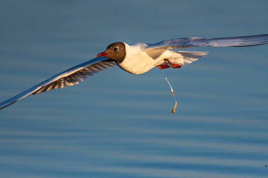 France, Somme, Somme Bay, Crotoy Marshes, Le Crotoy, Black-headed Gull (Chroicocephalus ridibundus - Black-headed Gull) in the Crotoy marsh (Baie de Somme) pooping in flight\n