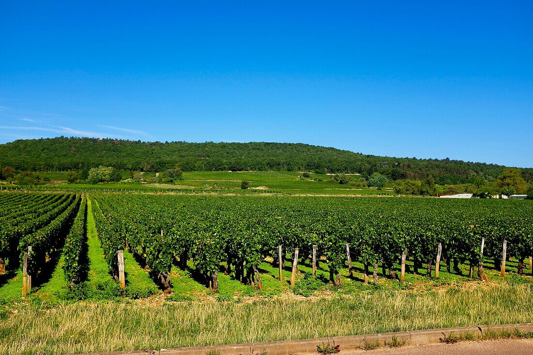 Frankreich, Cote d'Or, Marsannay-la-Côte, von der UNESCO zum Weltkulturerbe erklärtes burgundisches Klima, Cote de Nuits, Weinberge