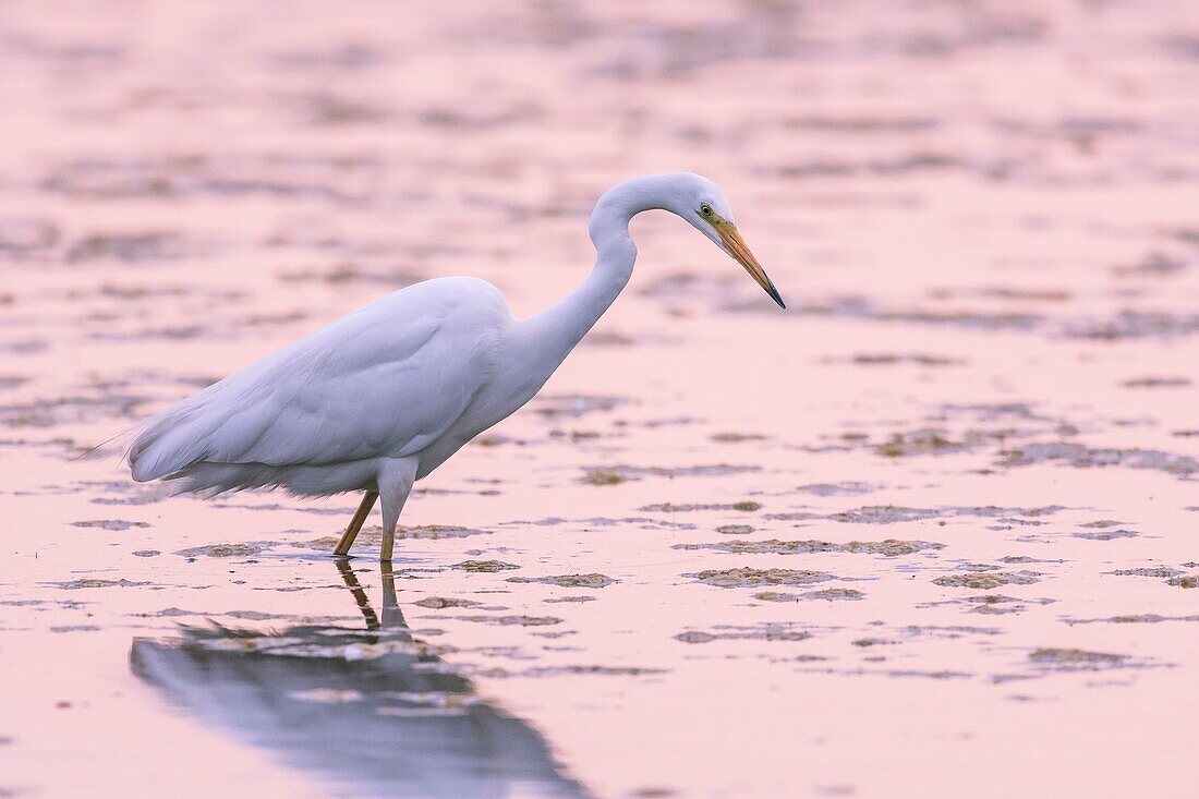 Frankreich, Somme, Somme-Bucht, Le Crotoy, Crotoy-Sumpf, Silberreiher (Ardea alba) beim Fischen im Teich