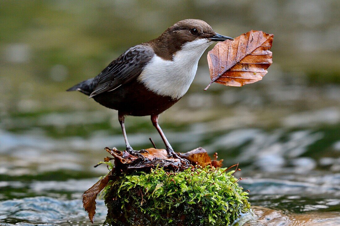 France, Doubs, Creuse Valley, bird, diving Cincle (Cinclus cinclus), nest construction\n