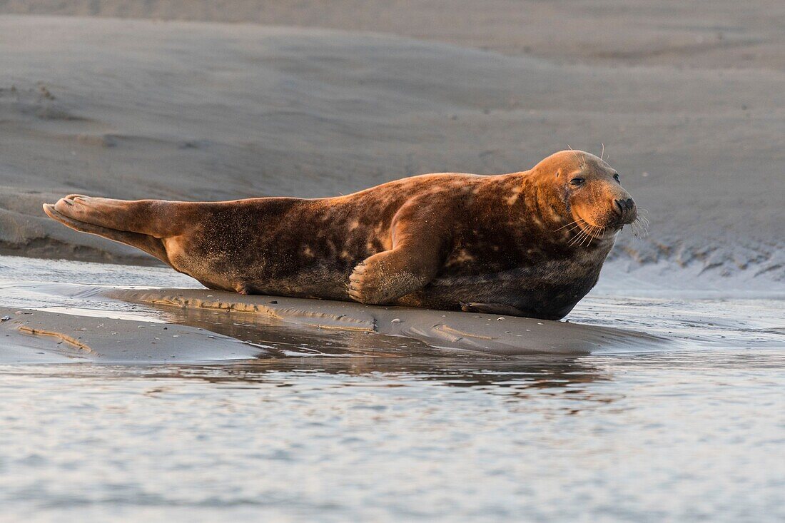 France, Pas de Calais, Authie Bay, Berck sur Mer, Grey seals (Halichoerus grypus), at low tide the seals rest on the sandbanks from where they are chased by the rising tide\n