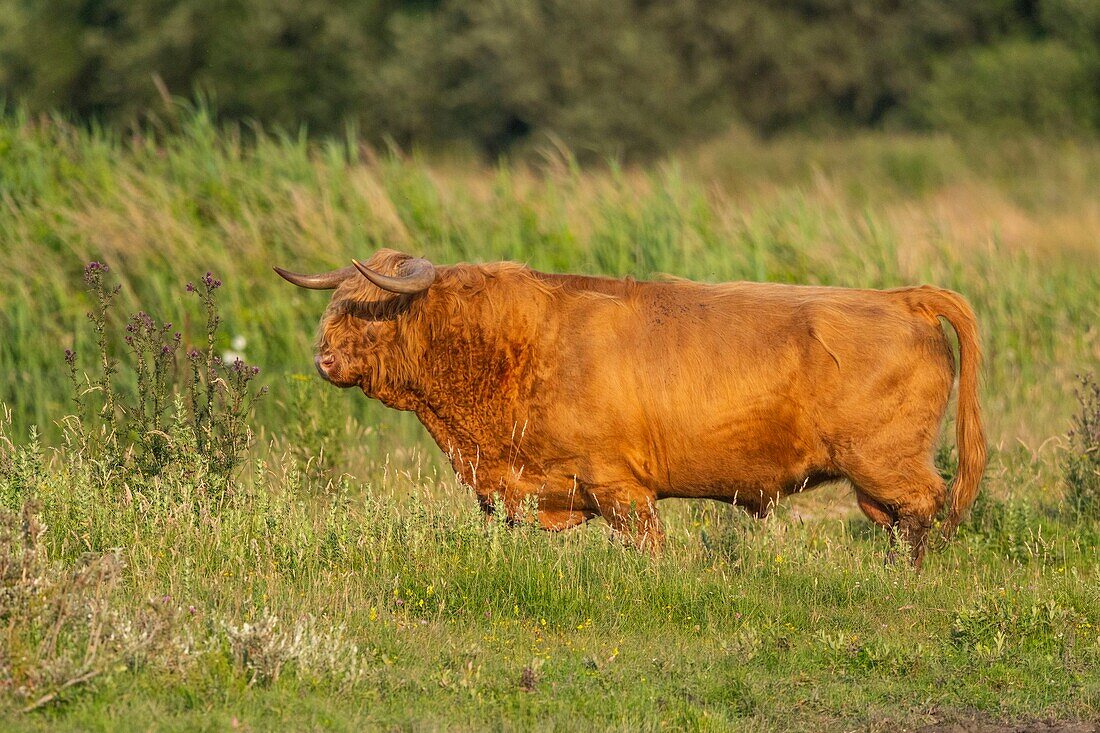 France, Somme, Somme Bay, Crotoy Marsh, Le Crotoy, Highland Cattle (Scottish cow) for marsh maintenance and eco grazing\n