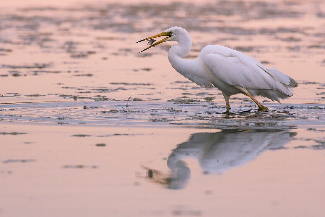 France, Somme, Somme Bay, Le Crotoy, Crotoy Marsh, Great Egret (Ardea alba) fishing in the pond with a fish in its beak\n