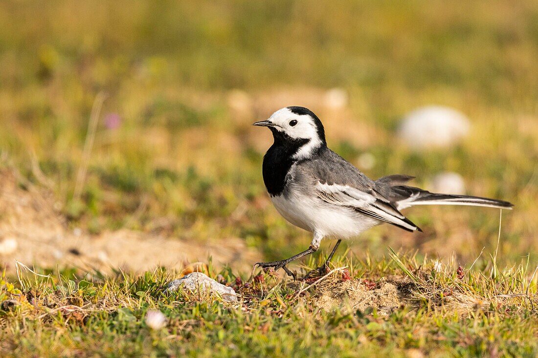 France, Somme, Baie de Somme, Cayeux sur Mer, The Hable d'Ault, White Wagtail (Motacilla alba)\n