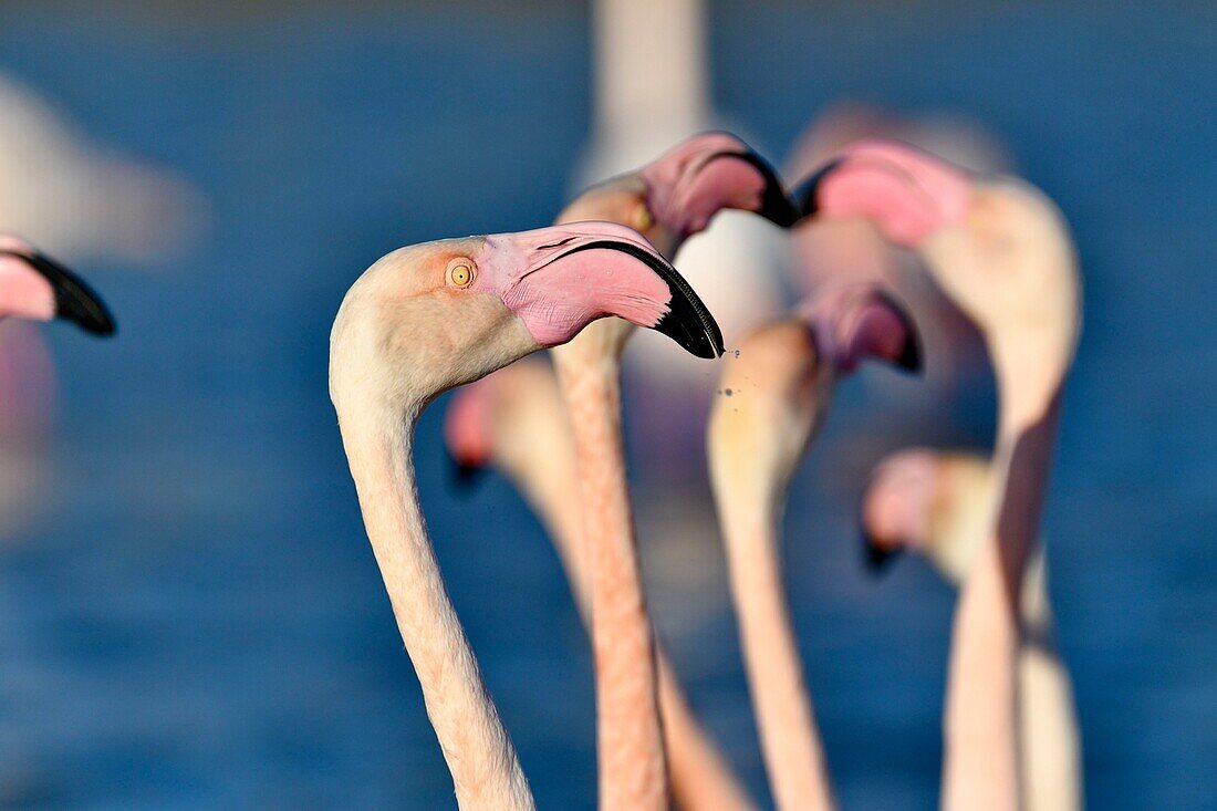 Frankreich, Bouches du Rhone, Camargue, Naturschutzgebiet Pont de Gau, Flamingos (Phoenicopterus roseeus)