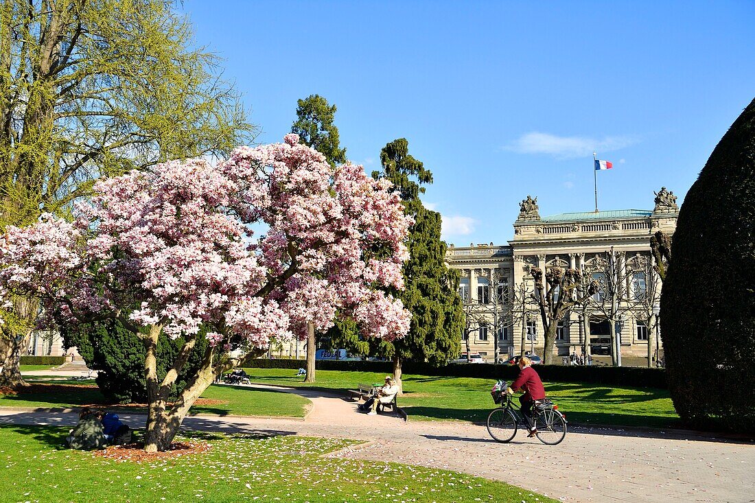 Frankreich, Bas Rhin, Straßburg, Neustadt aus der deutschen Zeit, von der UNESCO zum Weltkulturerbe erklärt, Place de la Republique, blühende Magnolien, Nationaltheater Straßburg (TNS)