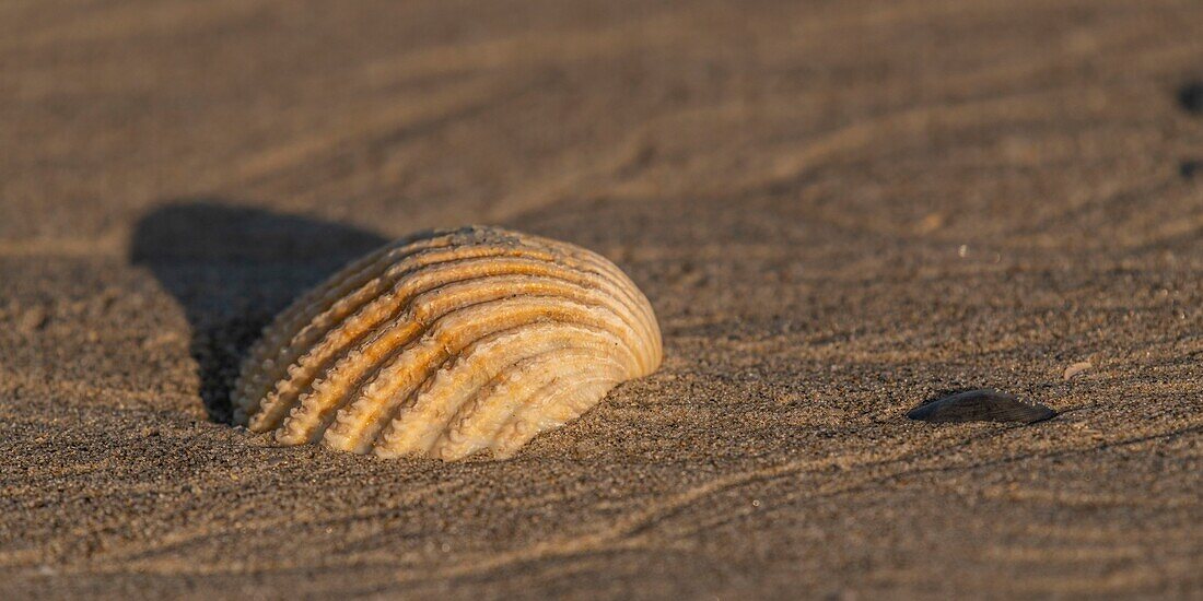 France, Somme, Baie de Somme, Le Hourdel, Scallop on the sand\n