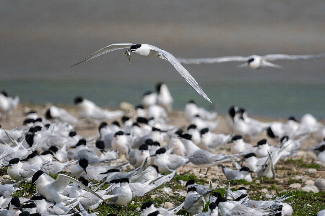 Frankreich, Somme, Baie de Somme, Cayeux sur Mer, der Hable d'Ault beherbergt regelmäßig eine Kolonie von Brandseeschwalben (Thalasseus sandvicensis ) zur Brutzeit