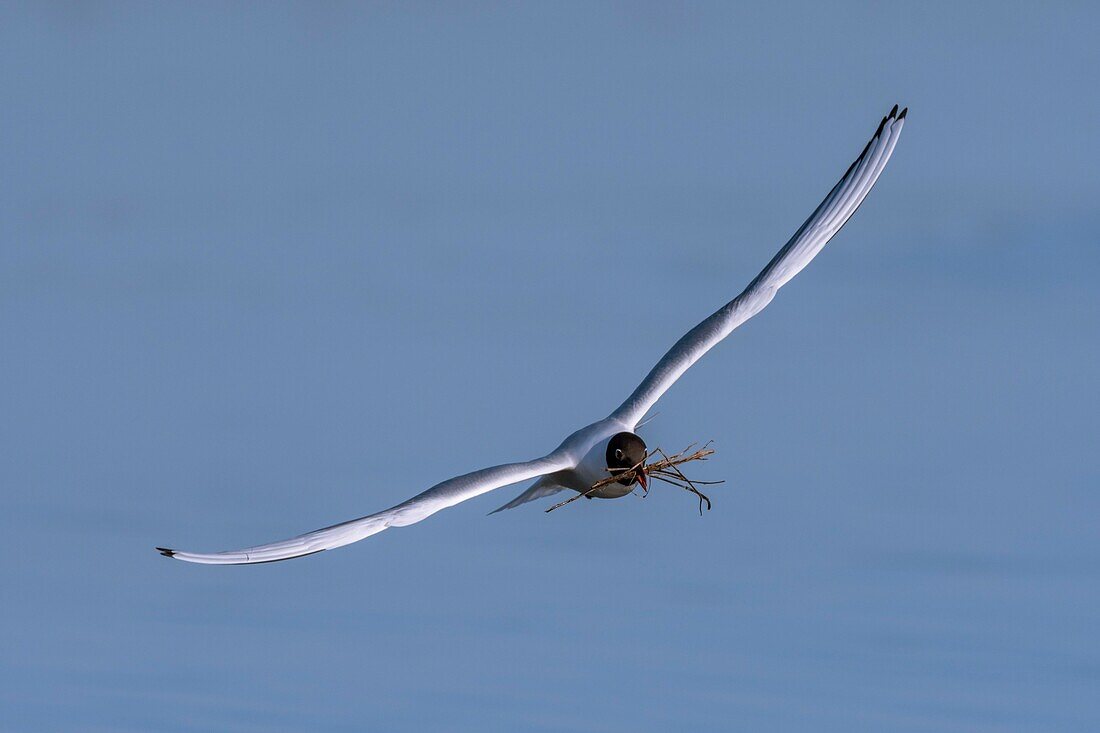 Frankreich, Somme, Baie de Somme, Le Crotoy, Marsch von Le Crotoy, im Frühjahr siedelt sich die Lachmöwenkolonie (Chroicocephalus ridibundusl) auf den Inseln der Sumpfteiche an, die Möwen bringen Material zum Bau eines groben Nestes mit, und die Landungen sind Anlass für zahlreiche Kämpfe und Auseinandersetzungen