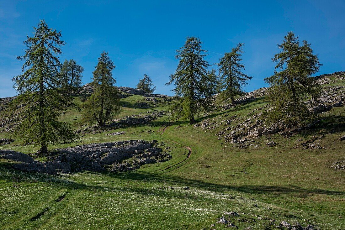 Frankreich, Hautes Alpes, Oisans-Massiv, Ecrins-Nationalpark, Vallouise, Wanderung zur Pointe des Tetes, Weg auf dem Gipfelplateau zwischen seltenen Melezes