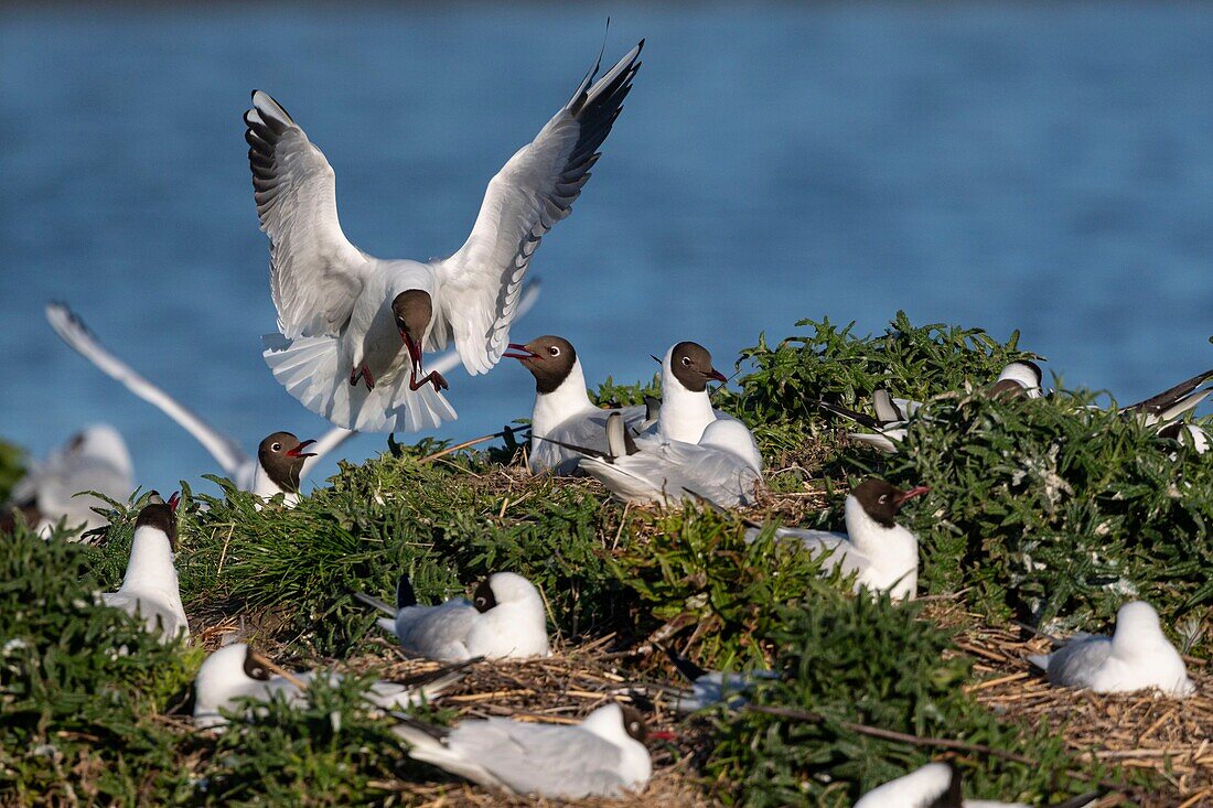 France, Somme, Bay of the Somme, Crotoy Marsh, Le Crotoy, every year a colony of black-headed gulls (Chroicocephalus ridibundus - Black-headed Gull) settles on the islets of the Crotoy marsh to nest and reproduce\n