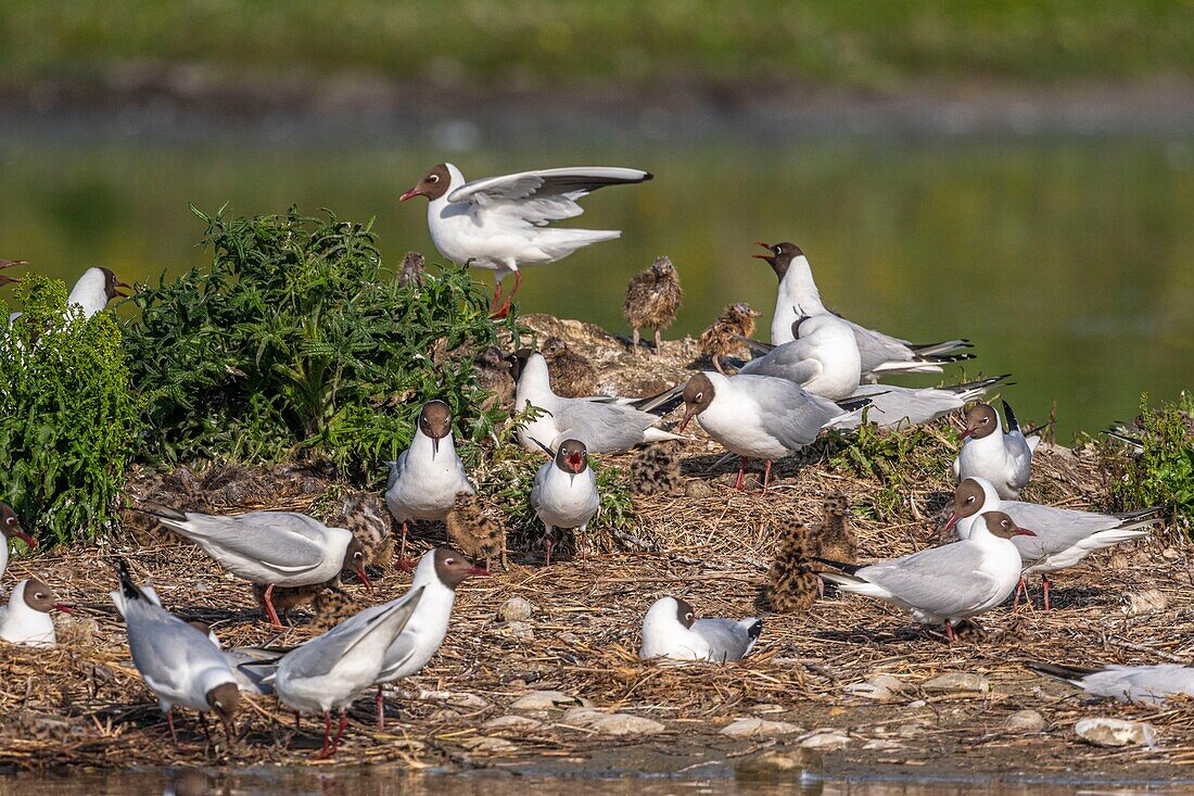 France, Somme, Bay of the Somme, Crotoy Marsh, Le Crotoy, every year a colony of black-headed gulls (Chroicocephalus ridibundus - Black-headed Gull) settles on the islets of the Crotoy marsh to nest and reproduce chicks have important mimicry to protect themselves from predators\n